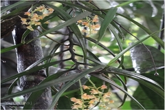 Cleisostoma tenuifolium